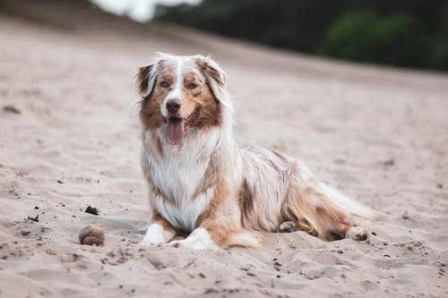 长涂棕褐色和白色的狗坐在沙滩上的照片 · 免费素材图片
