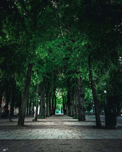 公园树木通路 · 免费素材图片