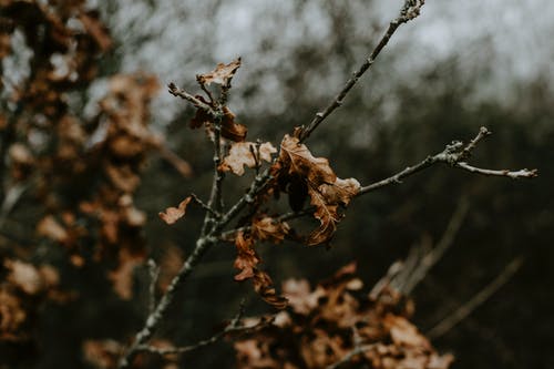 布朗干树上的叶子 · 免费素材图片