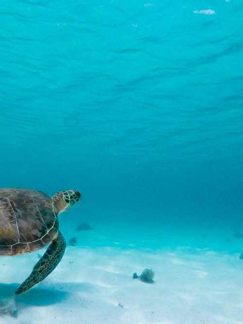 水下海龟 · 免费素材图片