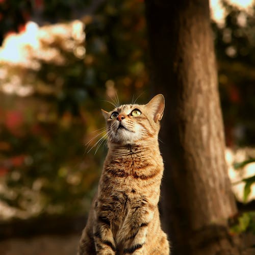 虎斑猫抬头 · 免费素材图片