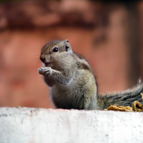 灰松鼠的选择性聚焦摄影 · 免费素材图片