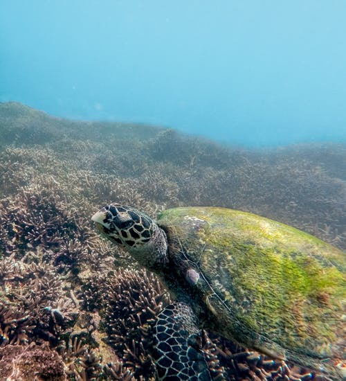 海龟在海里游泳 · 免费素材图片