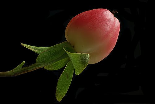浅焦点照片的红色水果 · 免费素材图片