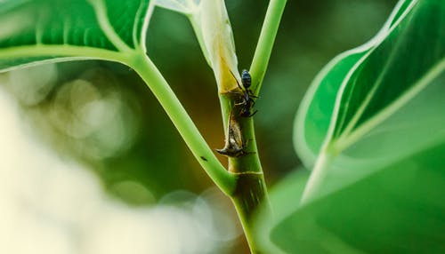 黑色昆虫的宏观摄影 · 免费素材图片