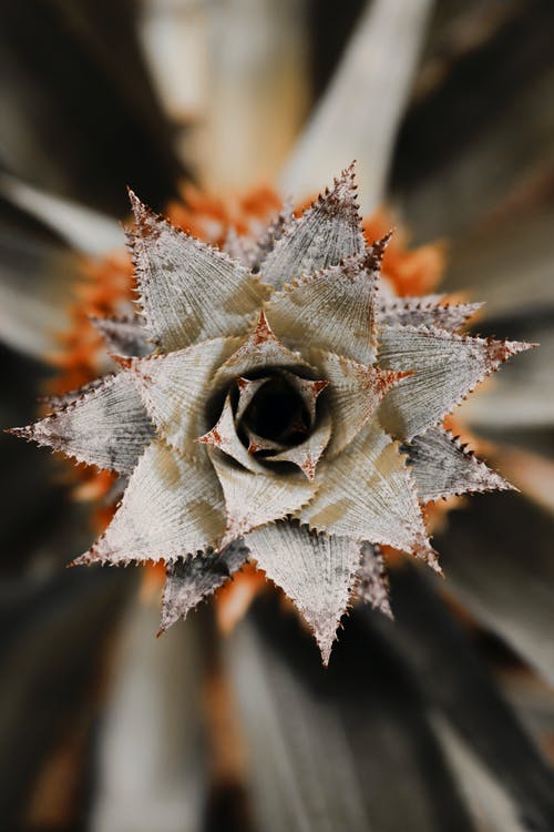 橙色和棕色菠萝植物的选择性聚焦摄影 · 免费素材图片
