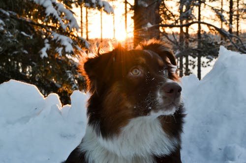 雪中涂膜黑白狗 · 免费素材图片