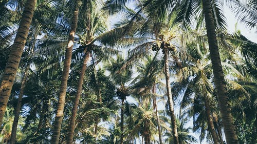 绿色椰子树很多 · 免费素材图片
