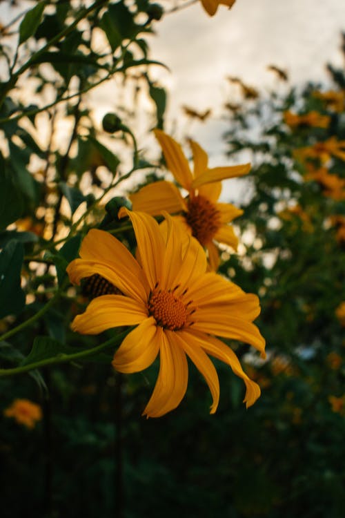 黄色花瓣花 · 免费素材图片
