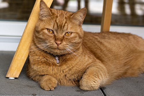 坐着的棕色虎斑猫的特写照片 · 免费素材图片