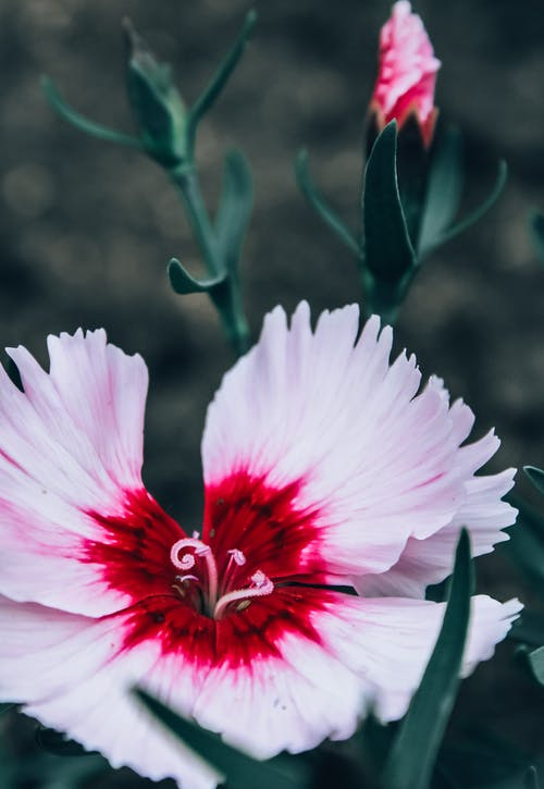 盛开的粉红色石竹花的特写摄影 · 免费素材图片
