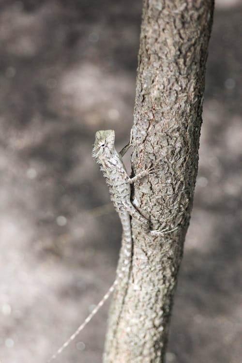 灰色蜥蜴的浅焦点照片 · 免费素材图片