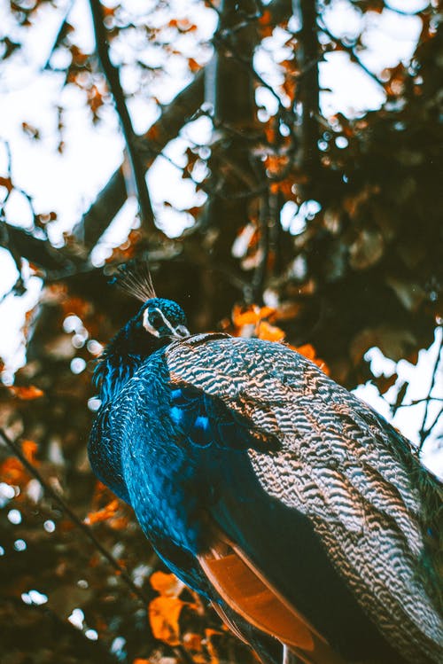 蓝孔雀和白孔雀 · 免费素材图片