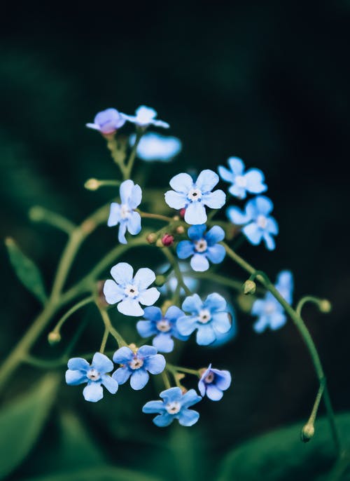 蓝色花瓣的选择性聚焦摄影 · 免费素材图片