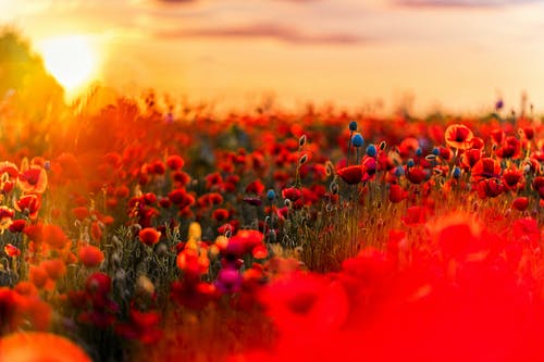 浅焦点摄影的红色和蓝色的花朵 · 免费素材图片