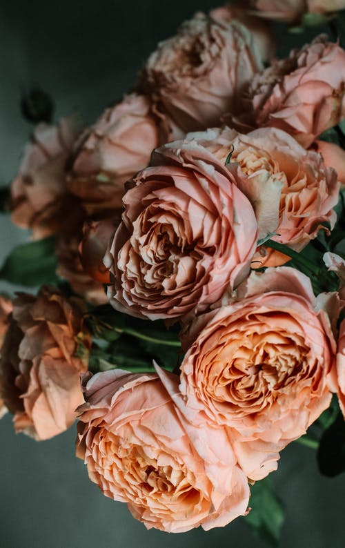 粉红玫瑰花朵 · 免费素材图片