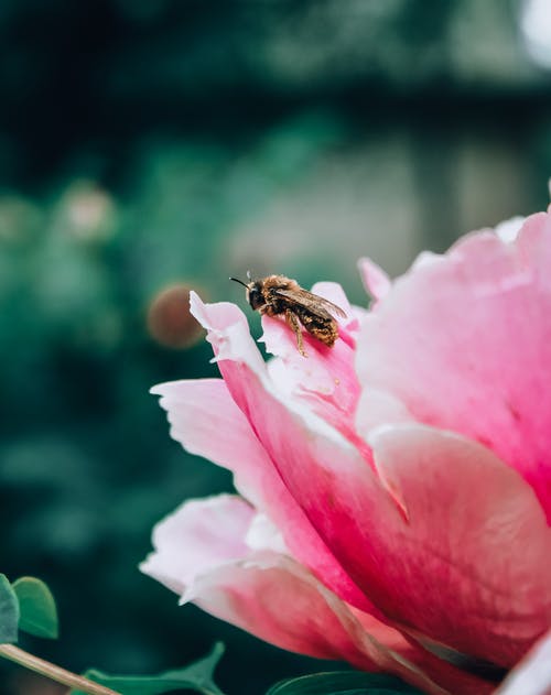 蜜蜂在粉红色的花瓣上的选择性聚焦照片 · 免费素材图片