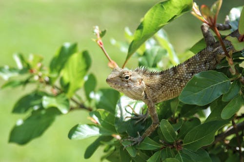 绿叶植物上的棕色蜥蜴 · 免费素材图片