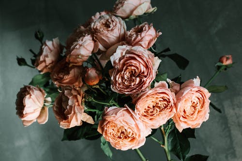 粉红色的花园玫瑰花朵的特写照片 · 免费素材图片
