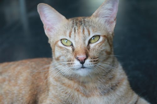 橙色虎斑猫 · 免费素材图片