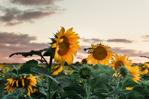黄色的向日葵 · 免费素材图片