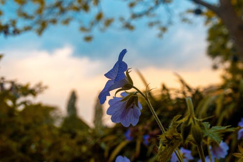 蓝花植物 · 免费素材图片