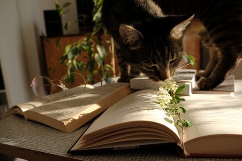 猫站在一本书上的照片 · 免费素材图片