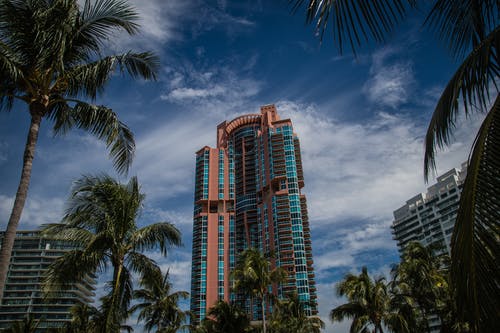 高层建筑和棕榈树 · 免费素材图片