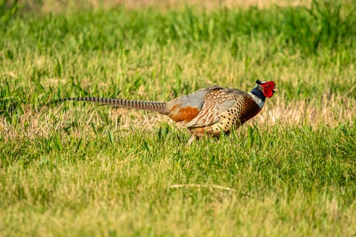野鸡鸟在草地上的摄影 · 免费素材图片