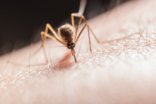 蚊子叮咬皮肤 · 免费素材图片