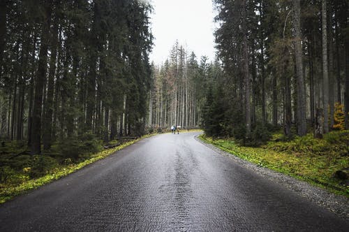 树木之间开阔的道路 · 免费素材图片