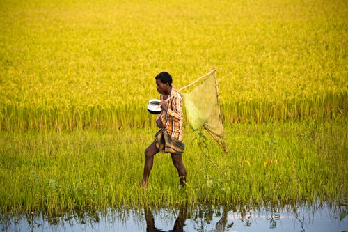 在稻田上行走的人 · 免费素材图片