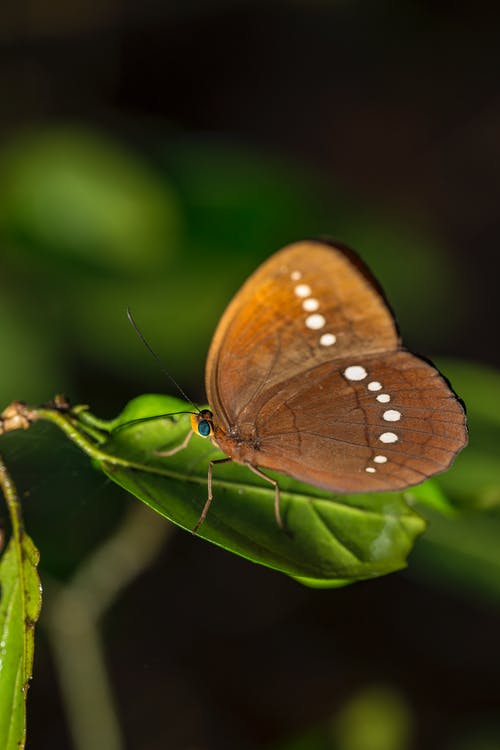 绿叶上的棕色蝴蝶 · 免费素材图片