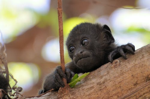 灰猴 · 免费素材图片