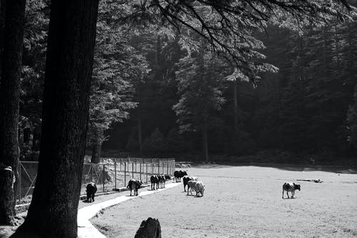 树木附近的牛 · 免费素材图片