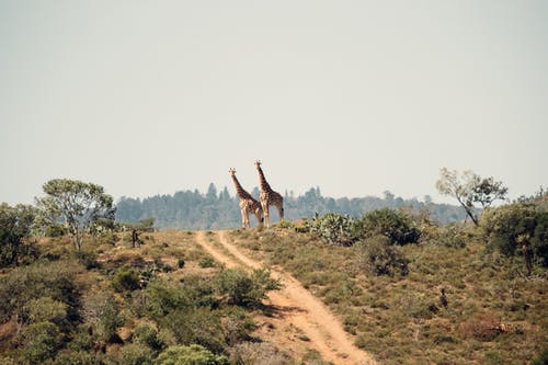 两只长颈鹿站在山上 · 免费素材图片