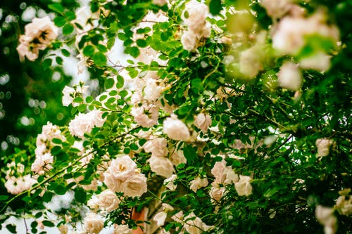 白花 · 免费素材图片