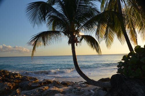 棕榈树的剪影 · 免费素材图片