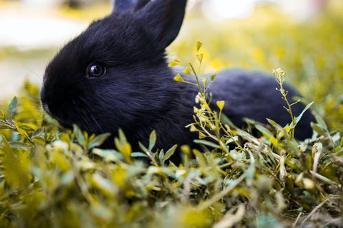 黑兔子侧身面对浅焦点摄影 · 免费素材图片