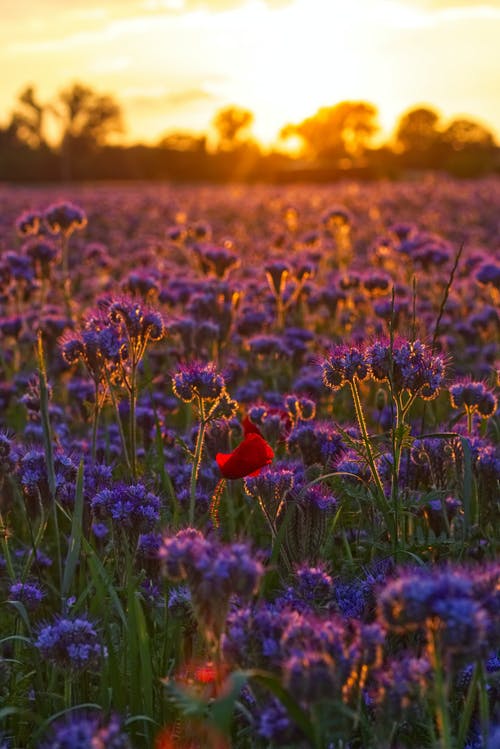 黎明时分的紫色花的照片 · 免费素材图片