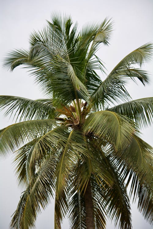 绿色椰棕 · 免费素材图片