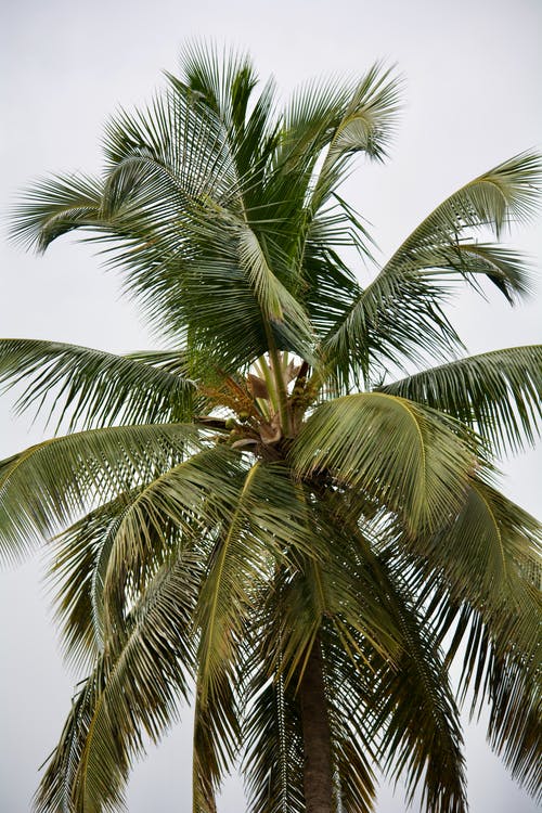绿色椰棕 · 免费素材图片