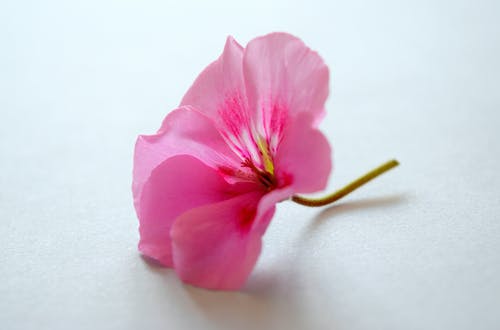 白色表面上的粉红色花瓣的花 · 免费素材图片