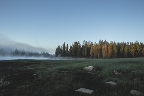 在晴朗的天空下森林的照片 · 免费素材图片