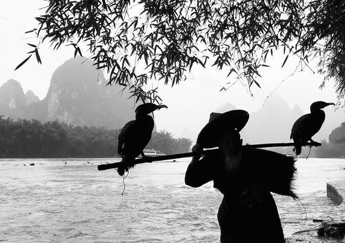 人拿着棍子与两只鸟栖息在它的灰度摄影 · 免费素材图片