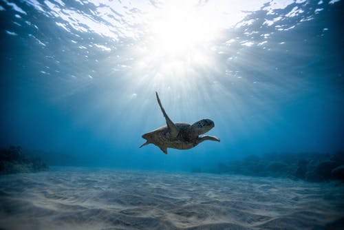 乌龟的水下摄影 · 免费素材图片