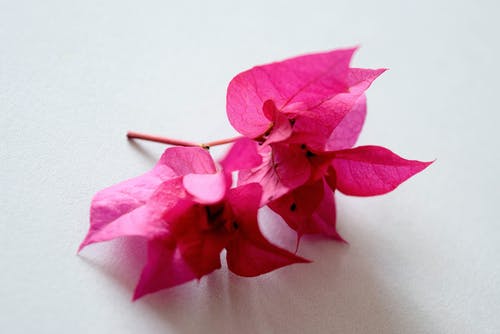 粉红色的九重葛花 · 免费素材图片