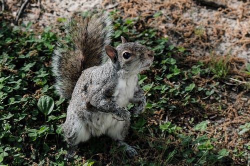 灰松鼠的浅焦点照片 · 免费素材图片