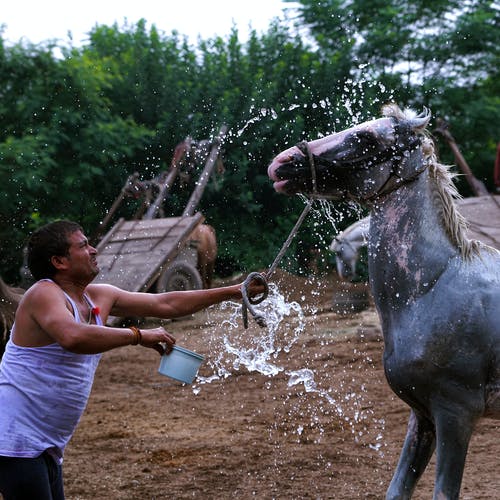 男子泼水到一匹马 · 免费素材图片