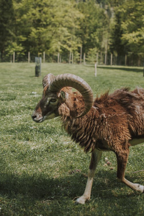 Ram在草地上的照片 · 免费素材图片